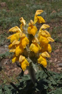 Eremostachys speciosa