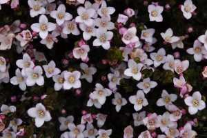 Boronia rhomboidea