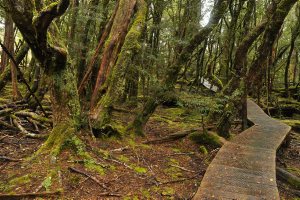 Nothofagus cunninghammii forest