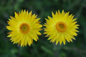 Xerochrysum subundulatum