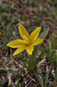 Tulipa heterophylla