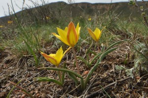 Tulipa tetraphylla