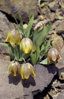 Fritillaria crassifolia ssp. kurdica