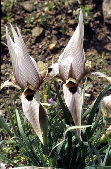 Iris accutiloba ssp. lineolata