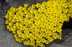 Dionysia hausknechtii