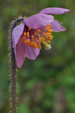 Meconopsis simplicifolia