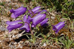 Campanula alpestris