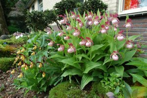 Cypripedium Gisela (right) C. Emile (left)