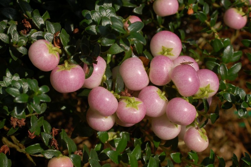 Gautheria ''Pearls'' - very dwarf