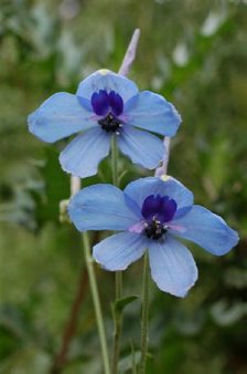 Delphinium wellbii