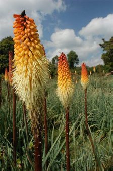 Kniphofia spec. Bale Mountains