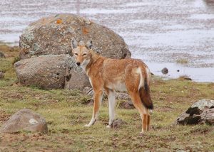 Ethiopian Wolf