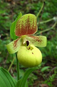 Cypripedium flavum