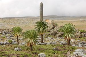 Bale Mountains Lobelia rhynchopetalum