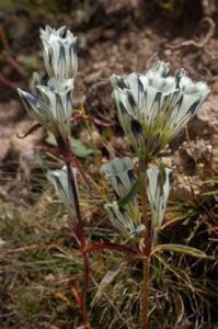 Gentiana erectisepala