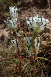 Gentiana erectisepala