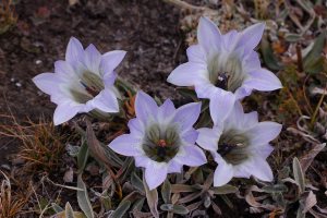 Gentiana szechenyii