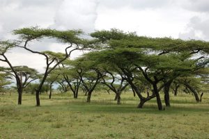 Ethiopia dry area