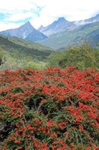 Cotoneaster cochleata