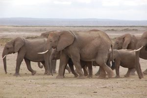 Elephants at Amboseli Nat. Park