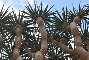 Dracaena cinnabari, Dragon's Blood tree