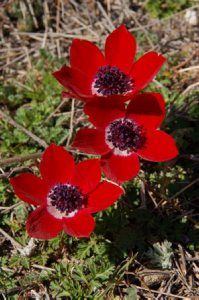 Anemone coronaria