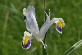 Iris warleyensis (pale form)