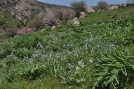 Iris warleyensis