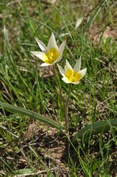 Tulipa turkestanica