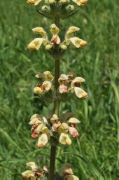 Phlomoides kaufmanniana