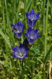 Gentiana olivieri