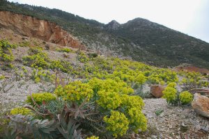 Euphorbia rigida