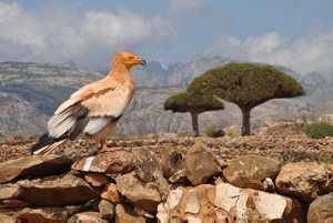 Egyptian Vulture