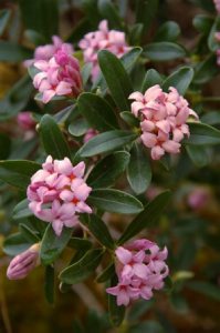 Daphne sericaea