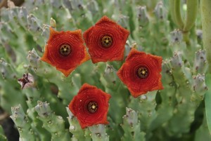 Caralluma socotrana