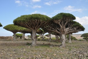 Dracaena cinnabari, Dragon's Blood tree