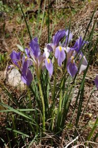 Iris unguicularis ssp. carica