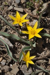 Tulipa turkestanica (yellow form)