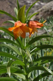 Fritillaria eduardii