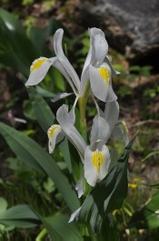 Iris vicaria