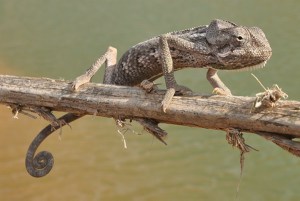 Socotra Chameleon (Chamaeleo monachus) 