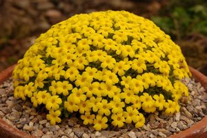 Dionysia aretioides