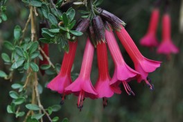 Cantua buxifolia