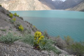 Ferula spec. at shore (Iskanderkul)