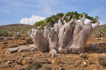 Adenium obesum ssp. socotranum