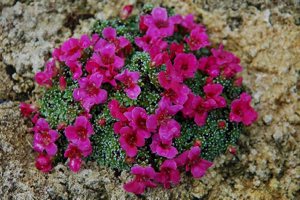 Saxifraga ''Louis Armstrong''