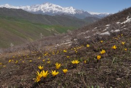 Colchicum luteum