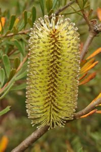 Banksia canei