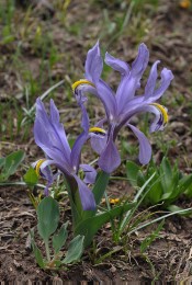 Iris nicolai ?