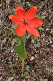 Tulipa praestans